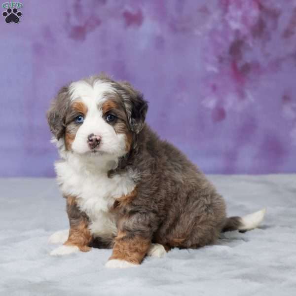 Rocky, Mini Bernedoodle Puppy